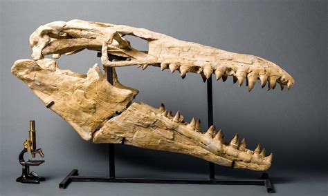 mosasaurus skull for sale.